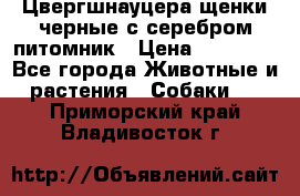 Цвергшнауцера щенки черные с серебром питомник › Цена ­ 30 000 - Все города Животные и растения » Собаки   . Приморский край,Владивосток г.